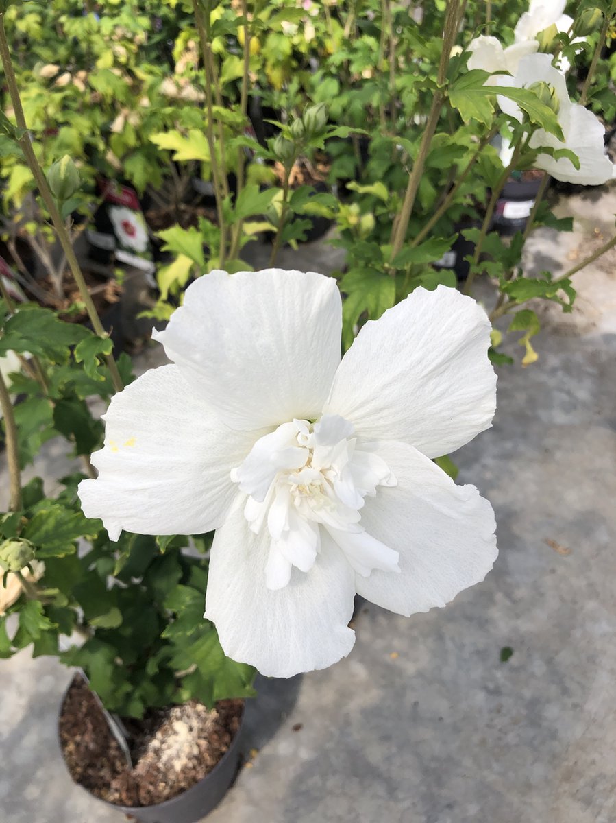 Entretien de l'hibiscus dans le jardin ou sur la terrasse - DCM