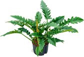 Hydroplant Philodendron Narrow