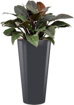 Philodendron Imperial Red in Runner rond antraciet | Philodendron
