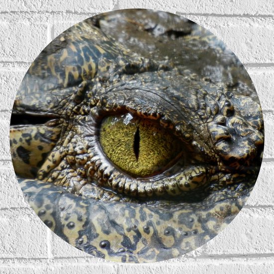 WallClassics - Muursticker Cercle - Oeil de crocodile - 40x40 cm Photo sur Muursticker