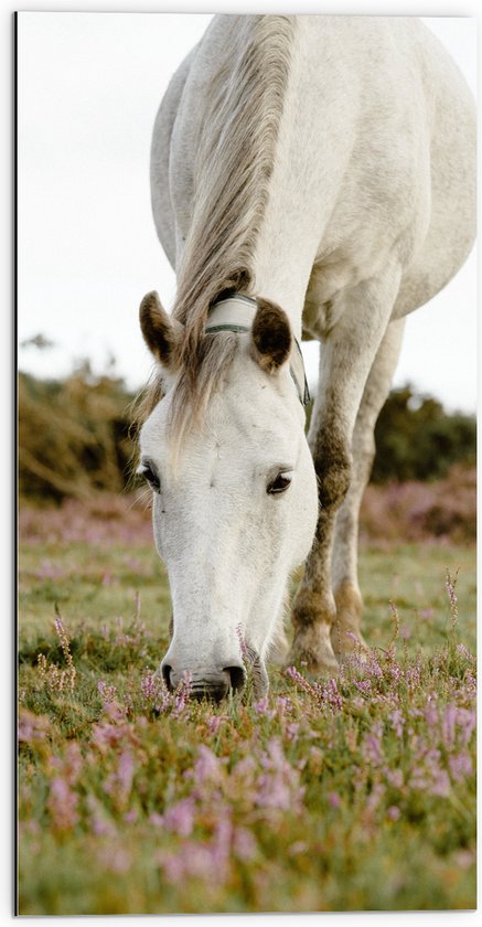 WallClassics - Dibond - Wit Paard in de Wei - 50x100 cm Foto op Aluminium (Wanddecoratie van metaal)