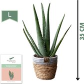 Dr. Green® Zusje Green in Rieten mand - met kweekhandleiding - Aloë vera plant 35 cm - ⌀ 14 cm - Kamerplanten - Vetplant - Kamerplant luchtzuiverend