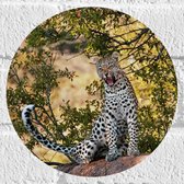 WallClassics - Muursticker Cirkel - Luipaard Brullend op een Rots - 20x20 cm Foto op Muursticker