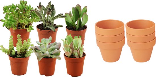ZynesFlora - Mini Succulenten Mix - 6 Stuks - Ø 8,1 cm Terracotta Bloempotten - 5-10 cm
