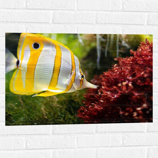 WallClassics - Muursticker - Geel met Witte Vlindervis in het Water - 75x50 cm Foto op Muursticker