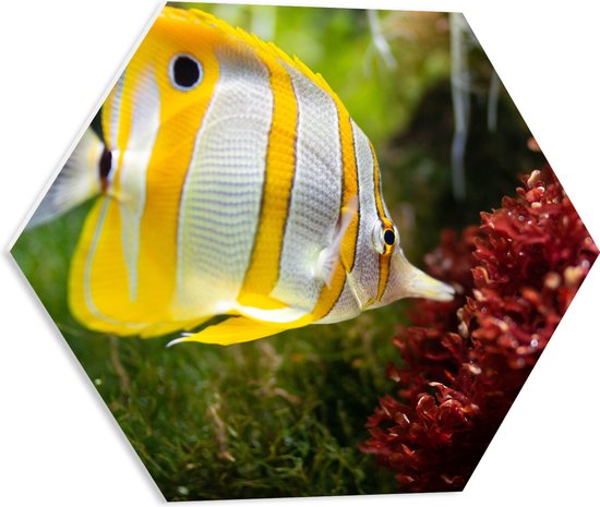 WallClassics - PVC Schuimplaat Hexagon  - Geel met Witte Vlindervis in het Water - 50x43.5 cm Foto op Hexagon (Met Ophangsysteem)