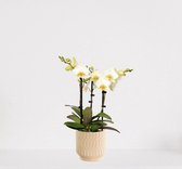Phalaenopsis Multiflora wit in sierpot Jacky Vanille – bloeiende witte Orchidee – kamerplant - 40-55cm - Ø13 – geleverd met plantenpot – vers uit de kwekerij