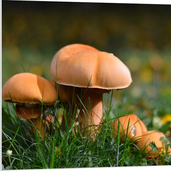 WallClassics PVC Schuimplaat Bruine Kleine Paddenstoelen 80x80 cm Foto op PVC... bol