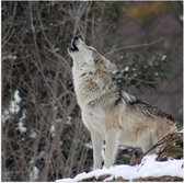 WallClassics - Poster (Mat) - Huilende Wolf in de Sneeuw - 50x50 cm Foto op Posterpapier met een Matte look