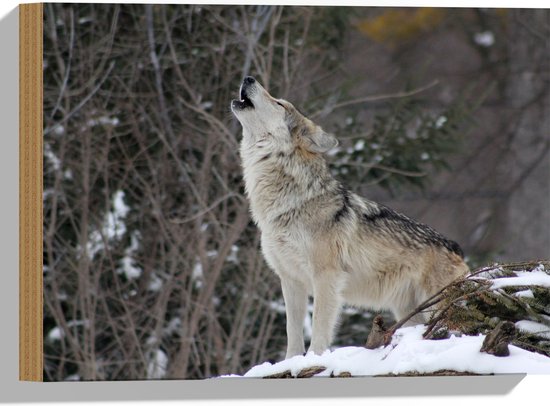 WallClassics - Hout - Huilende Wolf in de Sneeuw - 40x30 cm - 12 mm dik - Foto op Hout (Met Ophangsysteem)