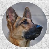 WallClassics - Muursticker Cirkel - Oplettende Herdershond - 20x20 cm Foto op Muursticker