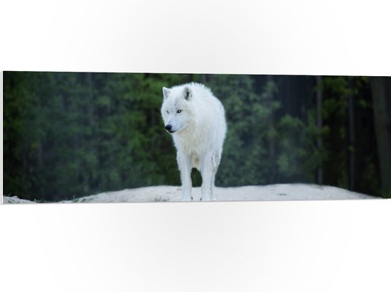 WallClassics - PVC Schuimplaat- Witte Wolf op een Rots - 120x40 cm Foto op PVC Schuimplaat
