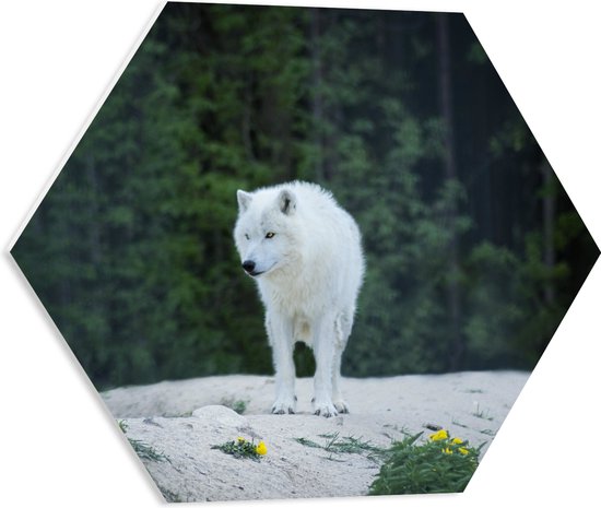 WallClassics - PVC Schuimplaat Hexagon  - Witte Wolf op een Rots - 50x43.5 cm Foto op Hexagon (Met Ophangsysteem)