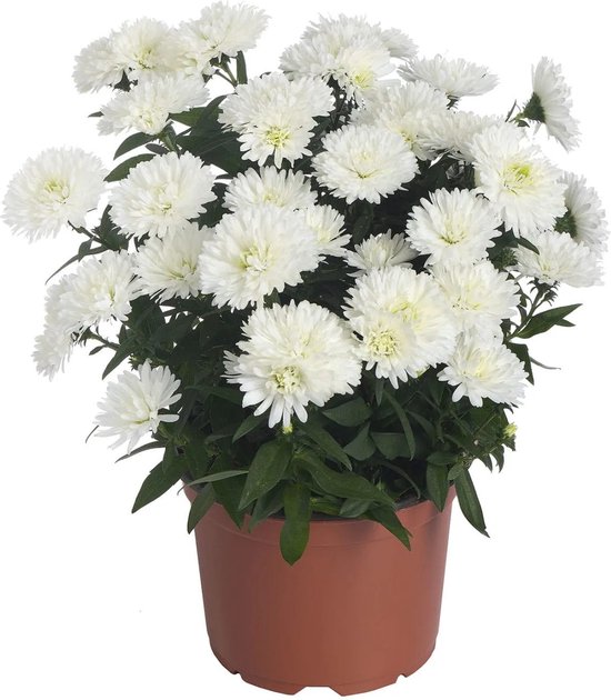 FloriaFor Aster Showmaker Snow White ↨ 25cm ⌀ 14cm