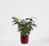 Calathea Compactstar in sierpot Jacky Bordeaux Rood – luchtzuiverende kamerplant – pauwenplant – living plant - 35-45cm - Ø13 – geleverd met plantenpot – vers uit de kwekerij