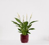 Spathiphyllum en pot décoratif Jacky Bordeaux Red – plante d'intérieur blanche – plante cuillère purificatrice d'air - 60-75cm - Ø13 – livrée avec pot – fraîchement sortie de la pépinière