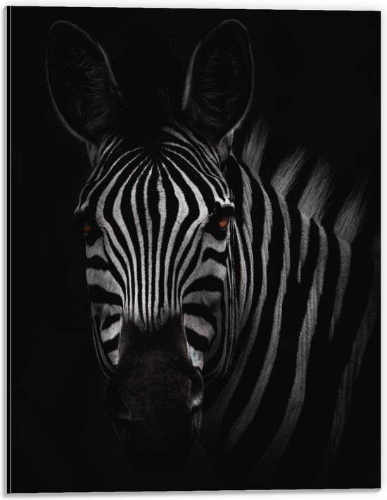 WallClassics - Dibond - Zebra in het Donker Zwart-Wit - 30x40 cm Foto op Aluminium (Wanddecoratie van metaal)