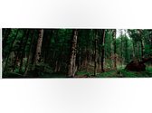 WallClassics - PVC Schuimplaat- Smalle Bomen in Donkergroen gekleurd Bos - 60x20 cm Foto op PVC Schuimplaat