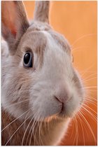 WallClassics - Poster (Mat) - Schattig Bruin Konijntje - 40x60 cm Foto op Posterpapier met een Matte look
