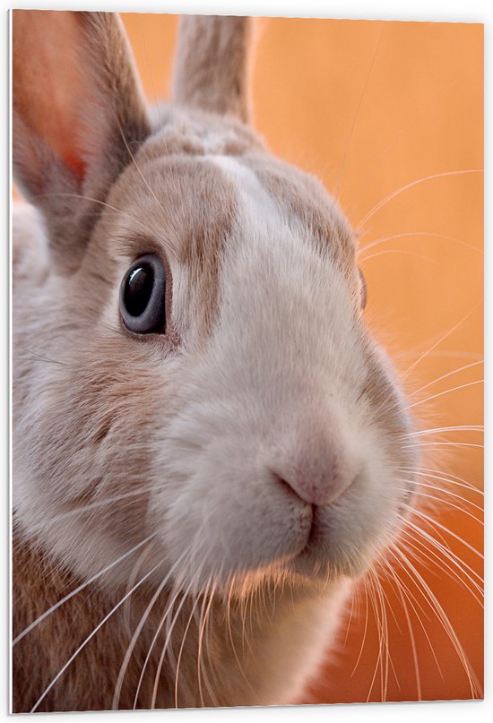 Schattige