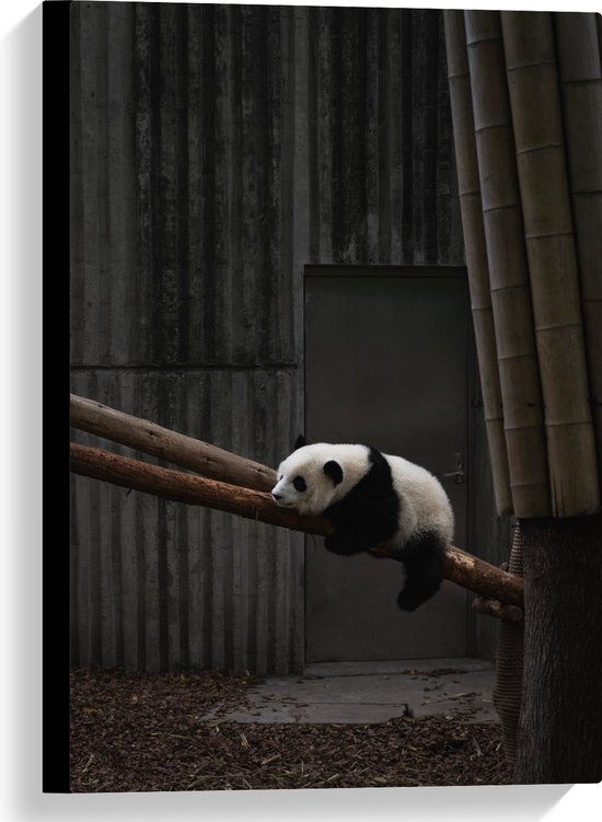 WallClassics - Canvas  - Panda Slapend op een Boomstam - 40x60 cm Foto op Canvas Schilderij (Wanddecoratie op Canvas)