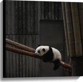 WallClassics - Canvas  - Panda Slapend op een Boomstam - 60x60 cm Foto op Canvas Schilderij (Wanddecoratie op Canvas)