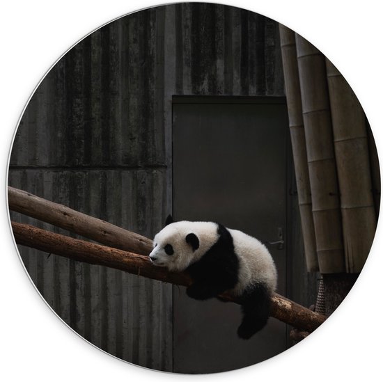 WallClassics - PVC Schuimplaat Muurcirkel - Panda Slapend op een Boomstam - 70x70 cm Foto op Muurcirkel (met ophangsysteem)