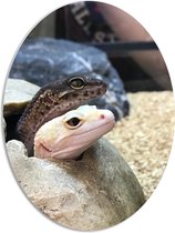 WallClassics - PVC Schuimplaat Ovaal - Gekko's met Hoofden uit een Steen - 51x68 cm Foto op Ovaal  (Met Ophangsysteem)