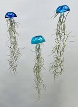 Set van drie mooi gekleurde glazige Jellyfish luchtplantjes blauw met Spaans mos/airplants/tillandsia/Usneoides/kwal/kamerplant/makkelijke plant/origineel kado/verjaardag/huiskamer/tuin/terras/overkapping/herfst/winter/kerst/halloween/vis/aquarium