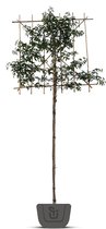 Portugese laurier als leiboom | Prunus lusitanica Angustifolia | Stamomtrek: 6-8 cm | Stamhoogte: 160 cm | Rek: 120 cm