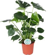 Kamerplant van Botanicly – Gatenplant – Hoogte: 80 cm – Monstera Deliciosa