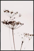 JUNIQE - Poster in kunststof lijst Dried Flowers Anetum 2A -40x60