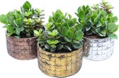 3x Succulent - Mix 'Nairobi' incl. sierpotten keramiek - ↑ 15-25 cm - Pot-Ø15cm