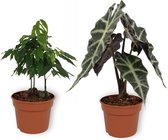 Set van 2 Kamerplanten - Alocasia Polly & Castanospermum Australe - ±  30cm hoog - 12cm diameter