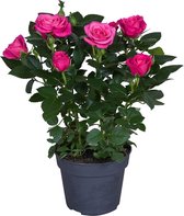 Bloem van Botanicly – Rosa Patio Hit – Hoogte: 36 cm