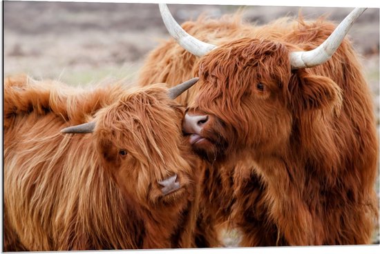 Dibond - Schotse Hooglander met Jong - 90x60cm Foto op Aluminium (Met Ophangsysteem)