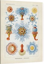 Porpema - Siphonophorae (Kunstformen der Natur), Ernst Haeckel - Foto op Canvas - 45 x 60 cm