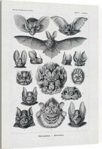 Vampyrus - Chiroptera (Kunstformen der Natur), Ernst Haeckel - Foto op Canvas - 30 x 40 cm