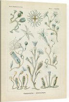 Campanulina - Campanariae (Kunstformen der Natur), Ernst Haeckel - Foto op Canvas - 75 x 100 cm