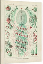 Strobalia -   Siphonophorae (Kunstformen der Natur), Ernst Haeckel - Foto op Canvas - 75 x 100 cm