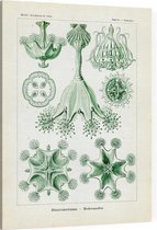 Lucernaria - Stauromedusae (Kunstformen der Natur), Ernst Haeckel - Foto op Canvas - 45 x 60 cm