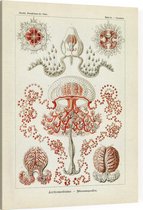 Gemmaria - Anthomedusae (Kunstformen der Natur), Ernst Haeckel - Foto op Canvas - 30 x 40 cm