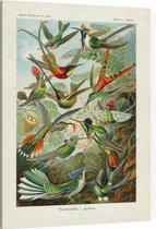 Trochilus - Trochilidae (Kunstformen der Natur), Ernst Haeckel - Foto op Canvas - 30 x 40 cm