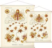 Epibulia - Siphonophorae (Kunstformen der Natur), Ernst Haeckel - Foto op Textielposter - 90 x 120 cm