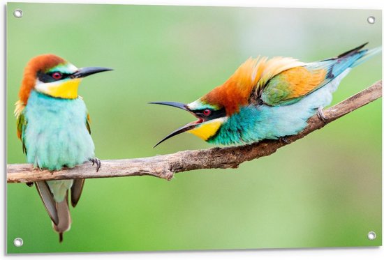 Tuinposter – Bruin/Blauwe Tropische Vogels - 90x60cm Foto op Tuinposter  (wanddecoratie voor buiten en binnen)