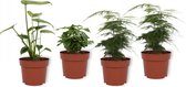 Set van 4 Kamerplanten - 2x Asparagus Plumosus & 1x Coffea Arabica & 1x Monstera Deliciosa- ± 25cm hoog - 12cm diameter