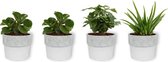 Set van 4 Kamerplanten - 2x Peperomia Green Gold & 1x Coffea Arabica & 1x Aloë Vera - ± 25cm hoog - 12cm diameter - in betonnen witte pot