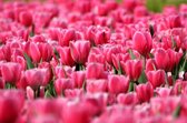 Tuinposter - Bloemen - Bloem - tulp / tulpen in roze / rood / groen  -  60 x 90 cm.