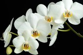 Tuinposter - Bloemen - Bloem - orchidee in wit / zwart  -  60 x 90 cm.
