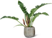 We Love Plants - Philodendron Narrow + Pot Inge - 55 cm hoog - Schaduwplant
